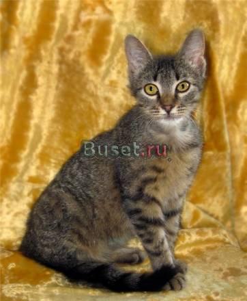 Дымка- ласковый нежный котенок ,6 мес, в дар Москва