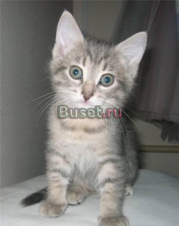 Серо-голубой котик 2 мес в дар Москва