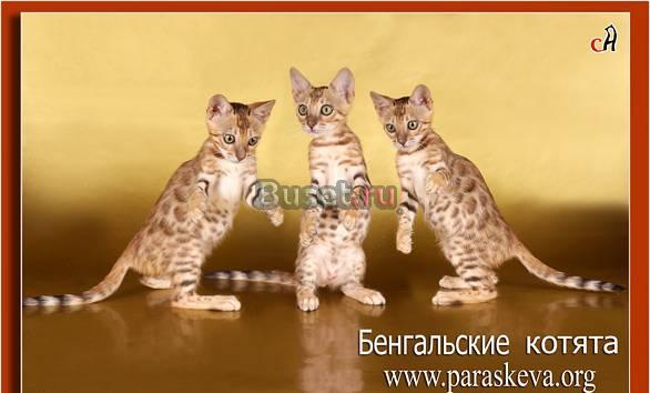 Бенгальские кошки, бенгальские котята Санкт-Петербург