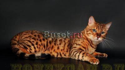 Бенгальские котята Москва