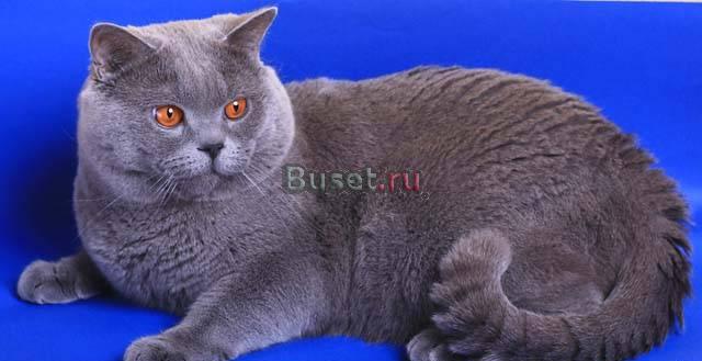 Кот Данила приглашает на вязку Москва