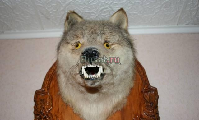 Чучело головы волка Москва