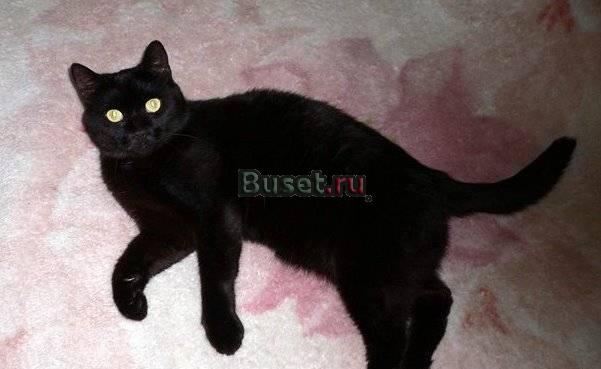 Крупный черный кот ищет дом. Метис британца Санкт-Петербург