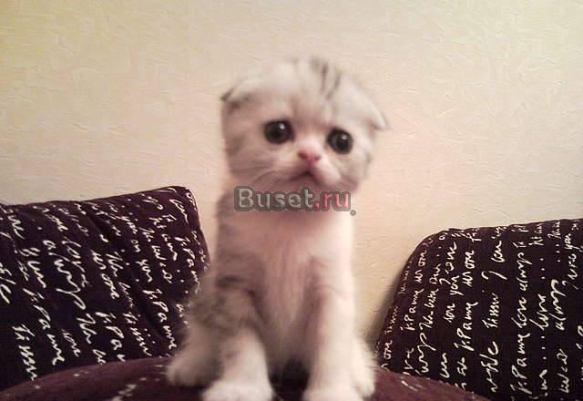 Котята скоттиш-фолд редких окрасов Находка