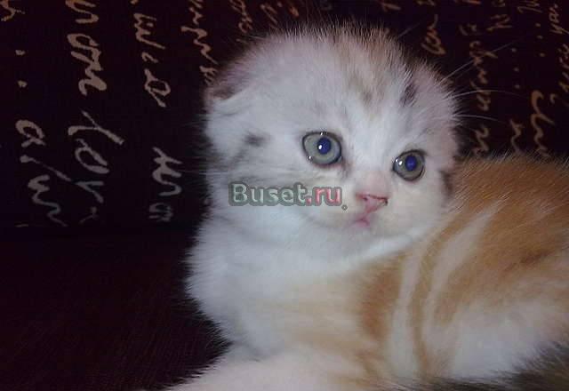 Котята скоттиш-фолд редких окрасов Уссурийск