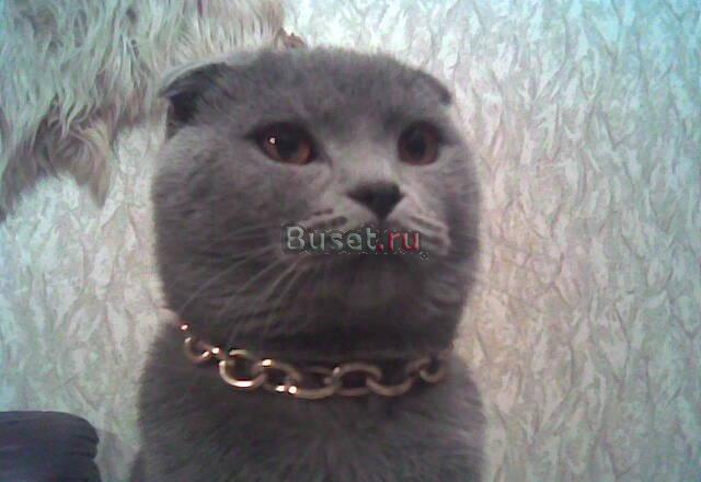 Приглашаем кошечек на вязку Москва