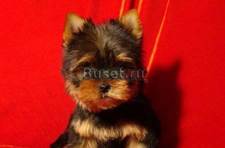 Кобель йоркширского терьера. Супер-мини Ростов-на-Дону