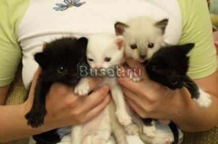 Котята ангорки Красноярск