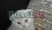 Британские котята Новосибирск