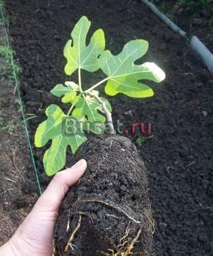 Саженцы инжира Москва