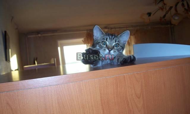 Британские котята Москва