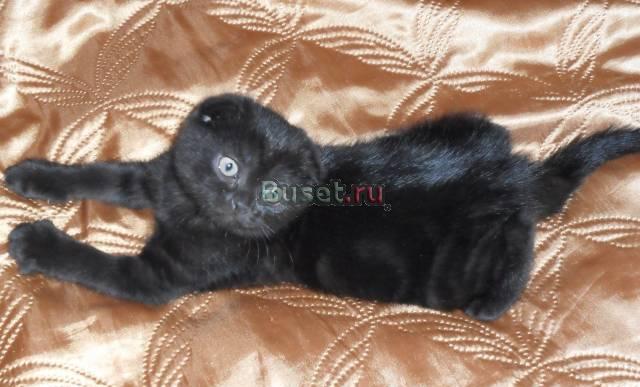 Шотландская вислоухая,1,5 месяца Москва