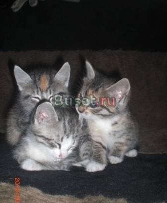 Котята в добрые руки Санкт-Петербург