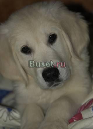 Голден ретривер Прокопьевск