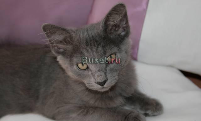 Котенок космонавт ) русская голубая нибелунг Москва