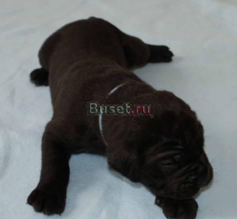 Щенки кане корсо Санкт-Петербург