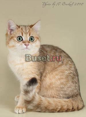 Британский котик золотая шиншилла Вологда