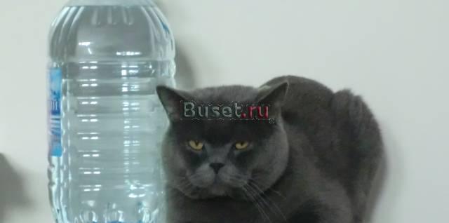 Вязка - британский кот Краснодар