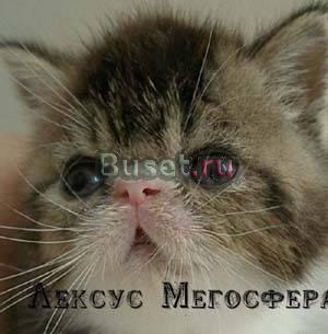 Экзотический котик Москва