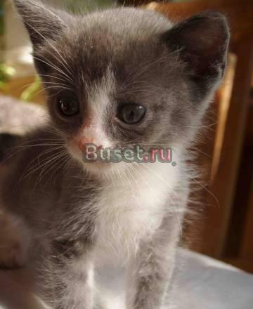 Котенок- девочка ангорской породы Москва