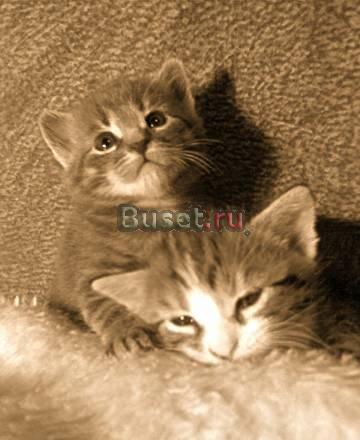 Котята Вологда