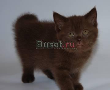 Чистокровные Британские котята Москва
