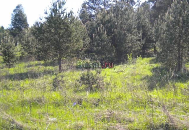 Участок в сосновом бору Переславль-Залесский