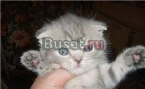 Британские  разных окрасов котята Москва