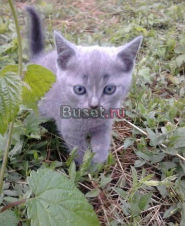 Британские котята Краснодар