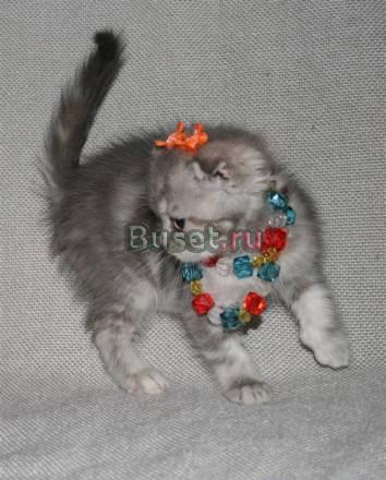 Котята шотландские вислоухие и прямоухие Москва