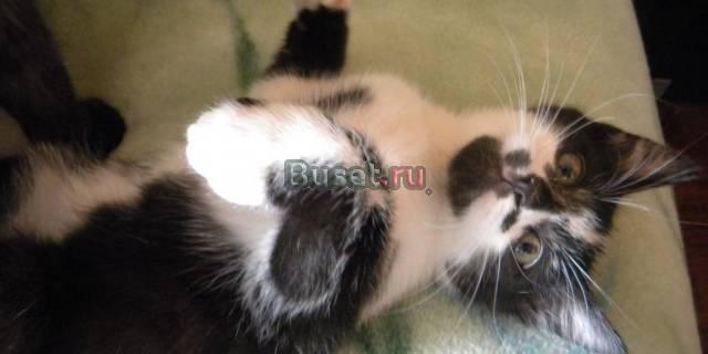 Маленький котик метис от вислоухой, 2,5 мес Москва