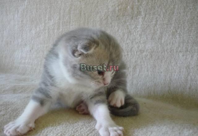 Шотландские котята Санкт-Петербург