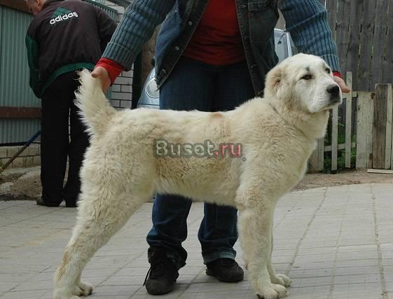 Алабая щенки Балашиха