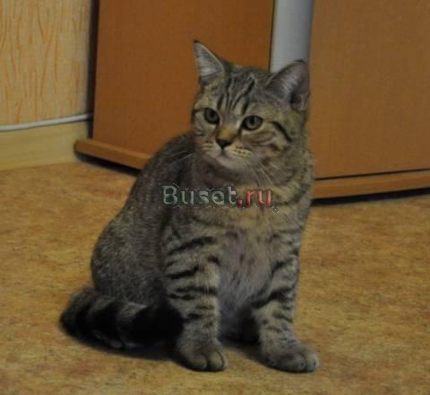 Чистокровный британский кот Тула
