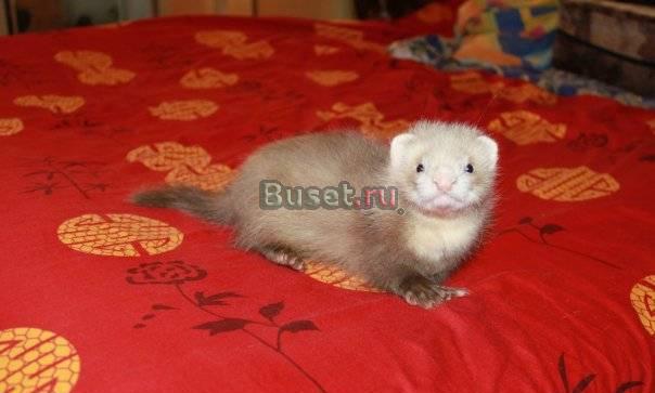 Клубные хорьки ищут дом Саратов