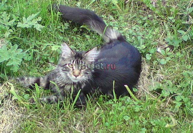 Котята мейн кун Москва