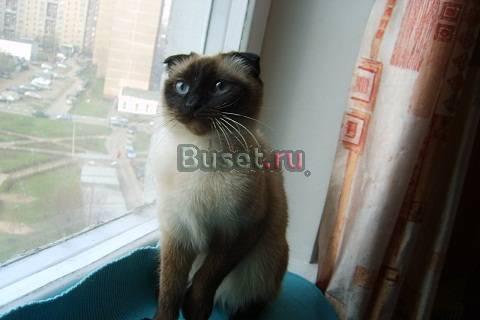 Скоттиши котики  2мес-колор-пойнт Москва