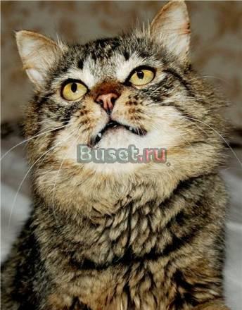 Сибирский котик Крис обаятельный и нежный в добрые Санкт-Петербург