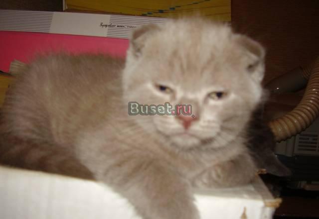 Шотландский вислоухий лиловый медвежонок Санкт-Петербург