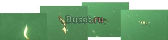 Воблеры Izumi Уфа