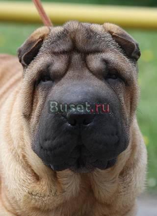Шар-пей мальчик для дома Москва