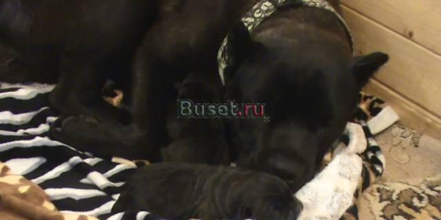 Кане-корсо от клубных родителей внеплановая вязка Москва