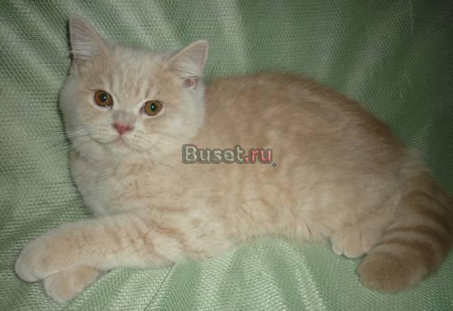 Клубные британские котята Москва