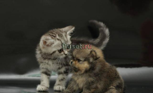 Померанский шпиц Москва