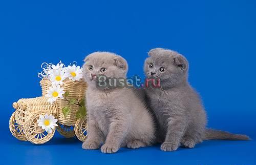 Шотландские вислоухие котята Москва