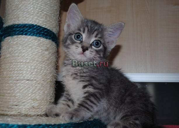 Котенок Счастливчик ждет любящих хозяев Москва
