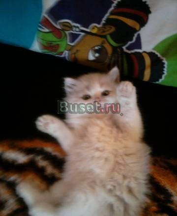 Отдам в добрые руки Волгоград