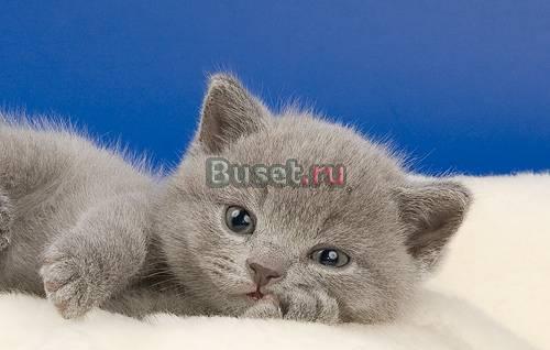 Британские котята голубые и лиловые Москва