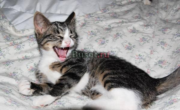 Котенок Тоша ищет дом Москва