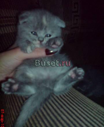 Шотландские вислоухие и прямоухие котята Брянск